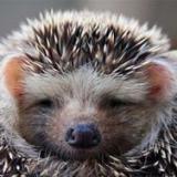 �������� �������� ���