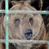 Медведи, воспитанные четой пенсионеров в Приморье, сменили прописку на Петербург