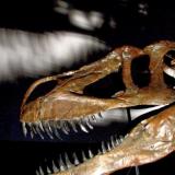 Палеонтологи нашли крупнейшего динозавра Европы в Португалии