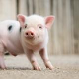 США просят допустить крупнейшего американского производителя свинины на рынок РФ