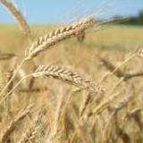 Украина и РФ не потеряют своих позиций на рынке зерна