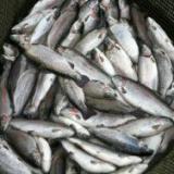 Сенегал может начать поставки рыбы в Россию