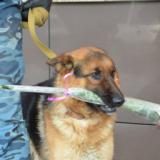 Полицейская собака дарила цветы жительницам Караганды
