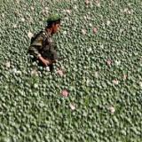 ������� ������������