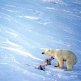 ��������� ����� ������ �� ������� ������