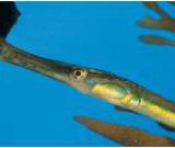 �� �������� ������������ ���������� �������� ����� ����� ����-����