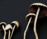 ����������� ������ ���������� ������ ��������� ������������