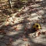 �������� ������ �� ���� � ���������� �����?