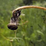 �������� ��� ����� �������������� �����