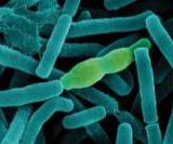 � ��� 75 ������ ����� ���������� ��������� �����