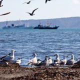 � �������� ����� ���������� ������� 70 ���������� ������