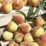 ����� ������� ������� �������� ��������� ������