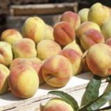 ������ ������ �������� ���������