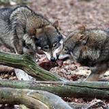 ������� �������� ��������������� ������ � ������������ �����