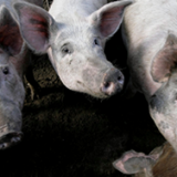 �� ������������� ������� ������� ������ �����