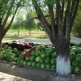 ������ ������ ������ ��� ������ ���������� ����������������