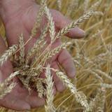 ������ ���� �� ������