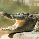 Почему крокодилы иногда проявляют гуманизм