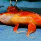 Ветеринары Австралии прооперировали мозг золотой рыбке