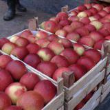 Молдавия убеждает РФ пустить к себе молдавские яблоки напрямую