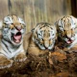 Детки в клетке: леопард и семеро тигрят