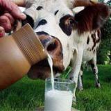 ����������� ������ �������� ��������