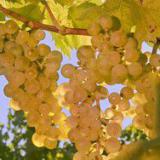 �������� ����� ������� �������