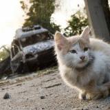 ��������� �� ���������� �������: ������ �������