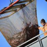 � ����������� ���� ����� ������ ������ �������