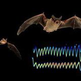 ������� ���� ��������� ������� �����������