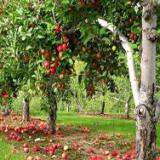 ��� ������ ������� ���������� ����������