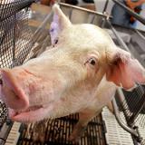 � ����������������� ��������� ������������� �������� ������ �� ��