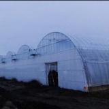 ���-�������� ��������� ������ 12 ���� ������ � �������