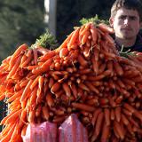 ���������������� �������� ������������ ��������� �� �������