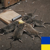 �������� ������ �������� �����������