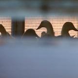 ���������������� ��������� ���� � ������ ������������� ���� �����