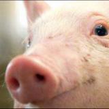 ���������������� ������� ���������� ����������� � ��