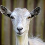 ����� ��� 2015: ��� ����?