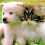 �������� ����� ������ ����� �� �������� ��������