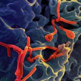 Трое выздоровевших от Эболы выписаны из медцентра в Либерии