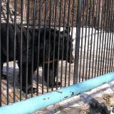 Минприроды России требует прекратить истязание медведей