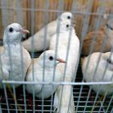 Ученые провели эксперимент с голубями в грузовике