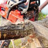 ����� ����� �������