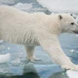 WWF    ,        