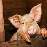 ������� ����������� �� ��������������