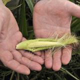 ������� �������� ������ ����� �� ������ � 7 ���������� ������