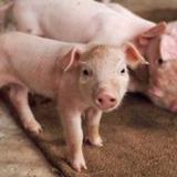 Французских свиноводов не убедили в добре санкций