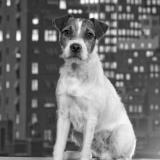 ���� ���-���������� ������ ����