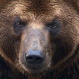   ,      (Stratfor, )