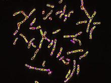 ������� ��������������� ��������� ����������������� �����